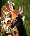 pic for White Tailed Deer